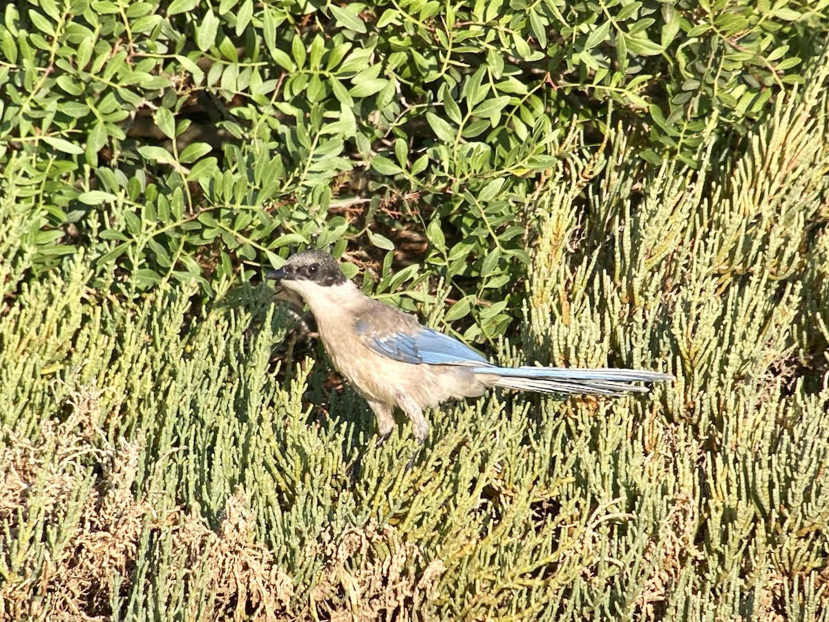 Iberian Magpie - Dave Craven