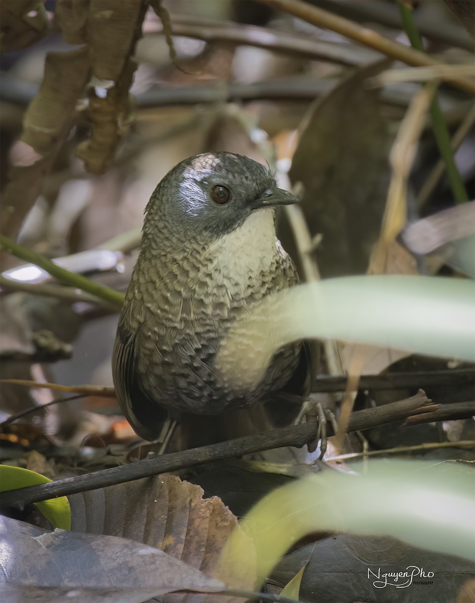 Pale-throated Wren-Babbler - ML596593871