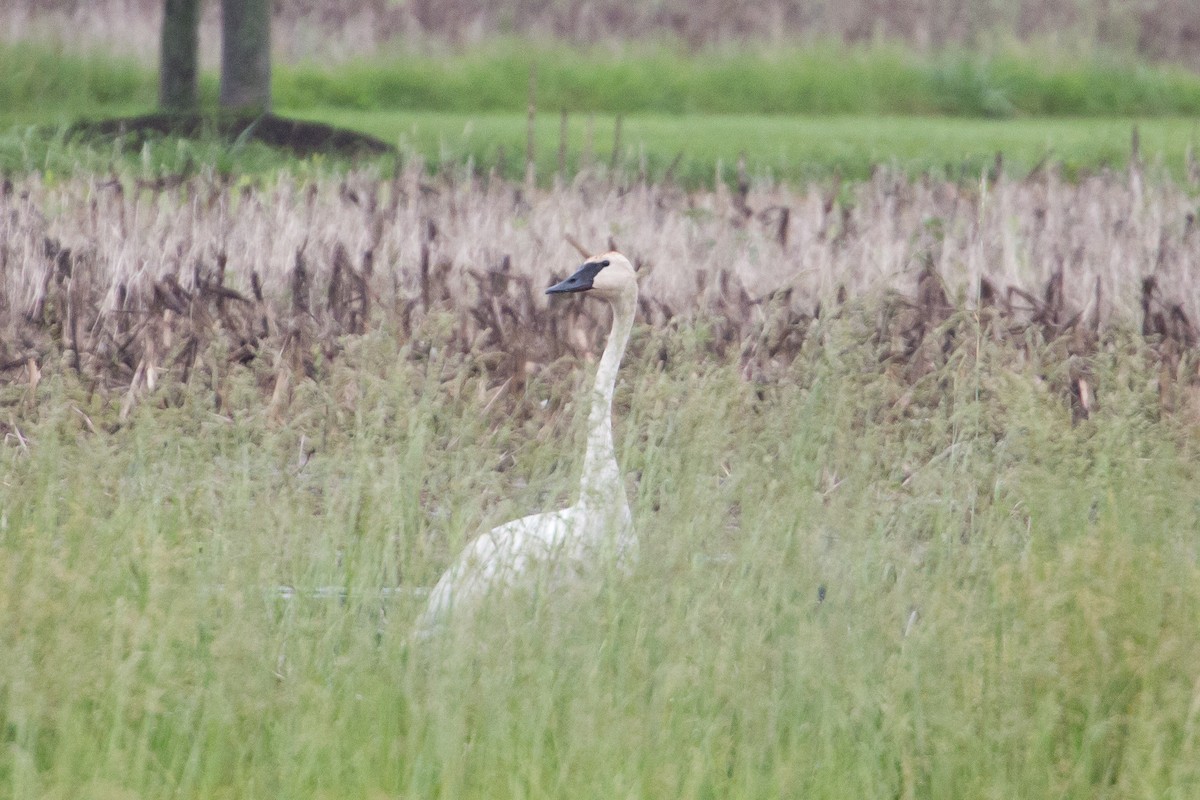 Trumpeter Swan - ML59659481