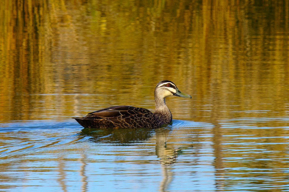 Canard à sourcils - ML596595241