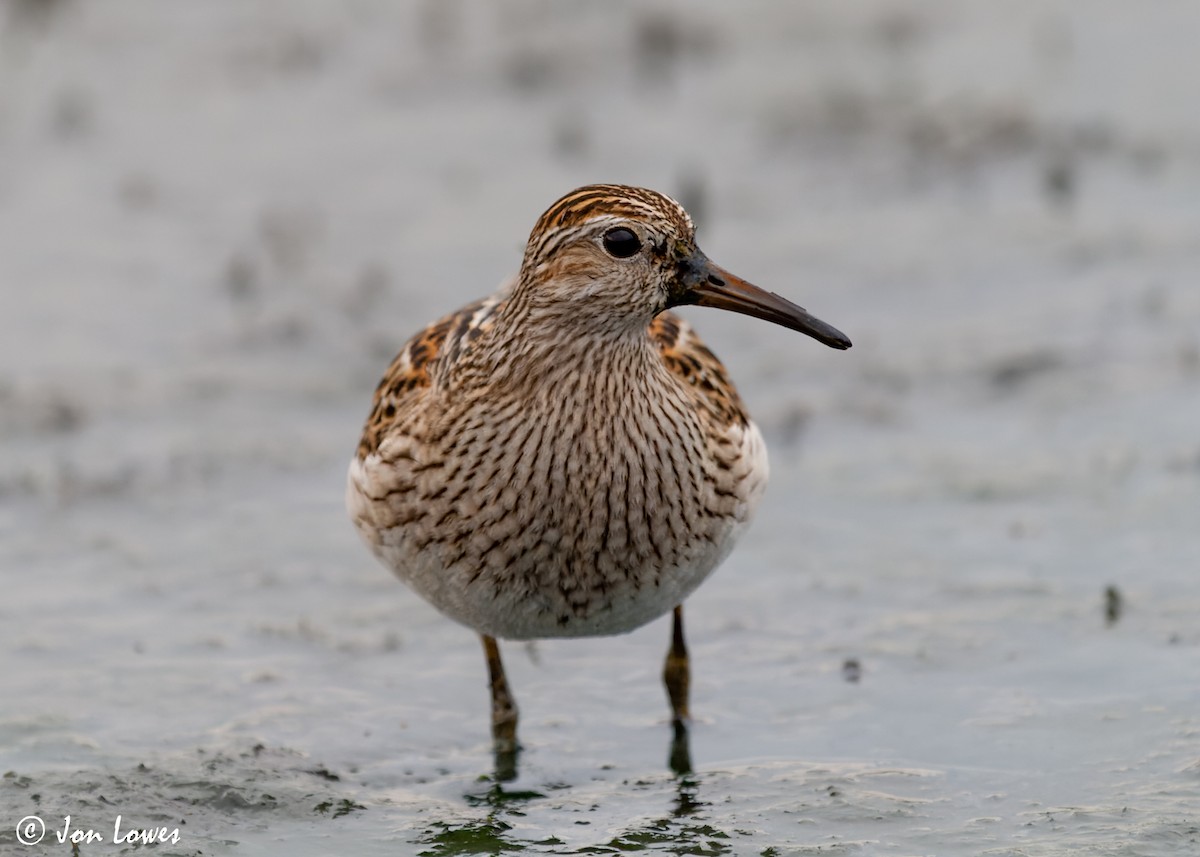 Pectoral Sandpiper - Jon Lowes