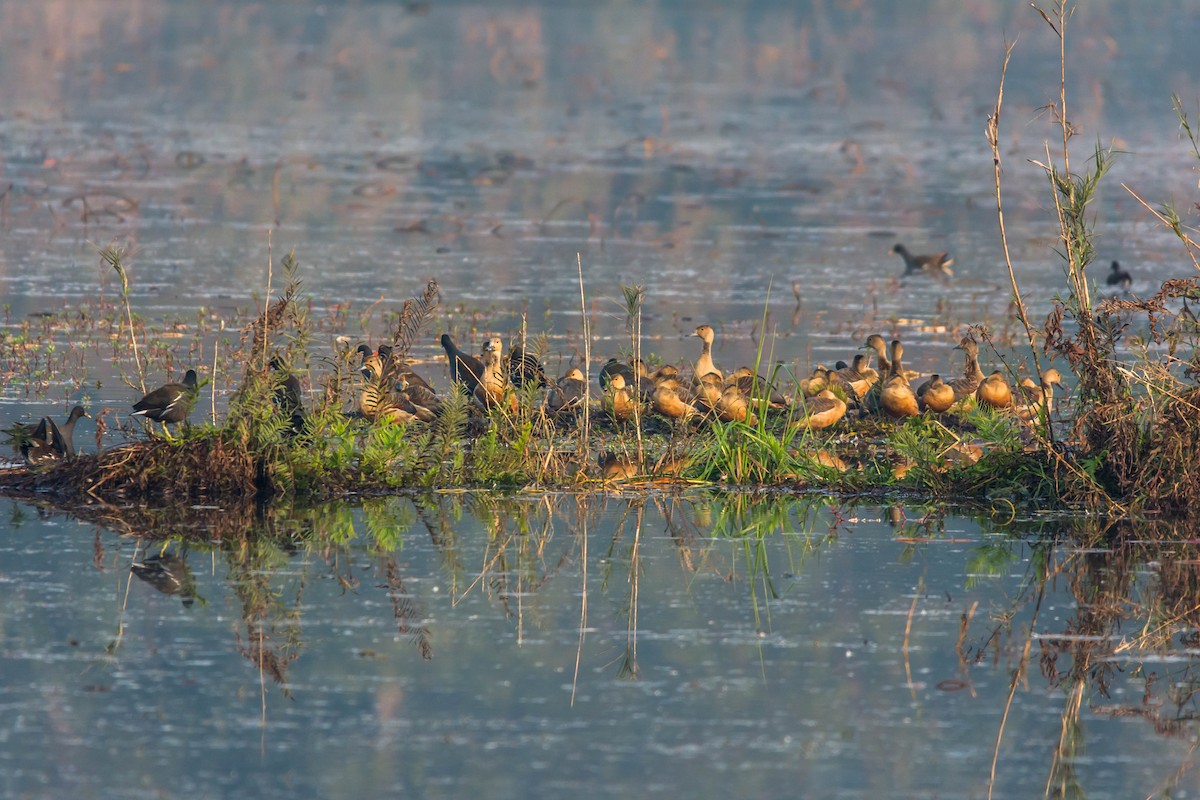 Lesser Whistling-Duck - ML596596231