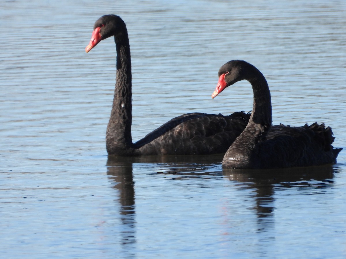 Black Swan - ML596596271