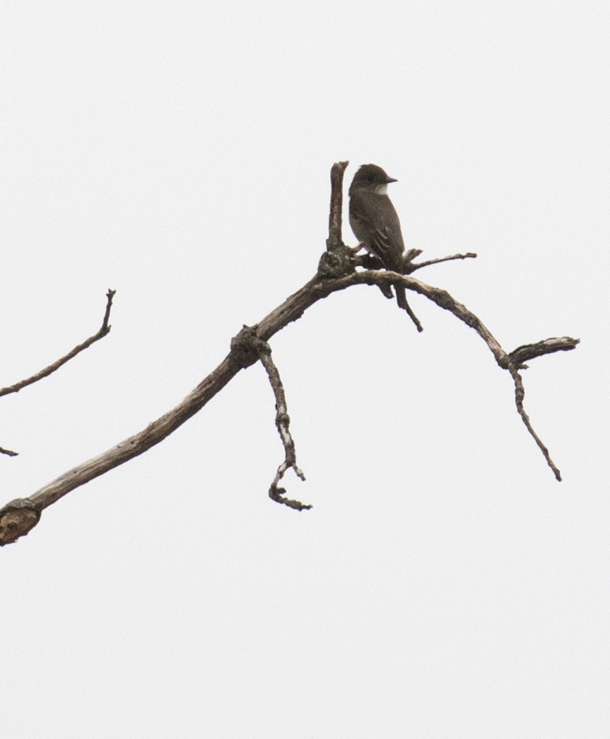 Olive-sided Flycatcher - Mark R Johnson