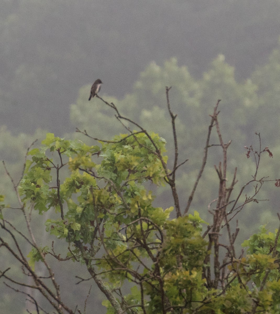 Olive-sided Flycatcher - ML59659651