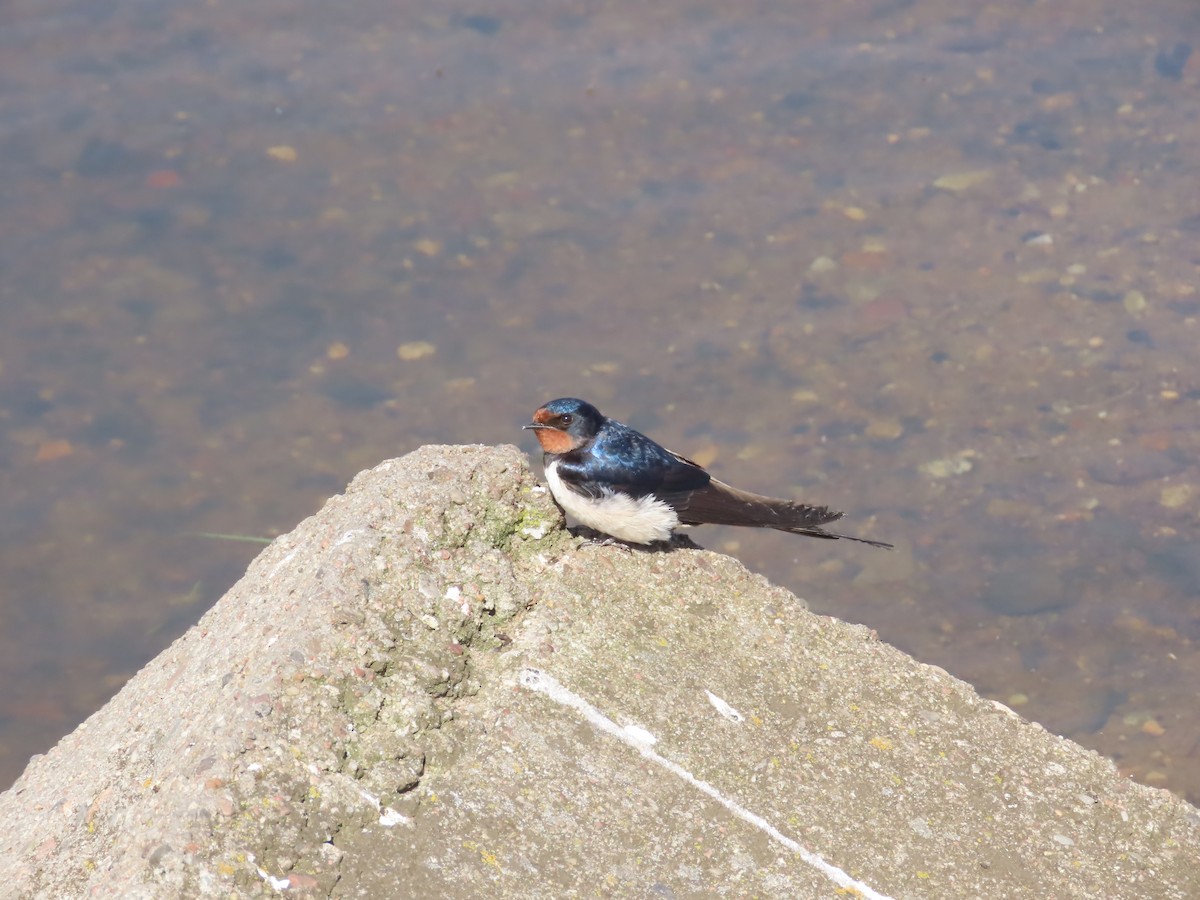 Golondrina Común - ML596597161