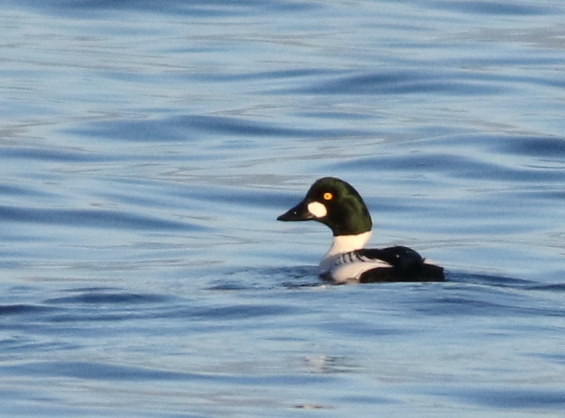 Common Goldeneye - ML596597601