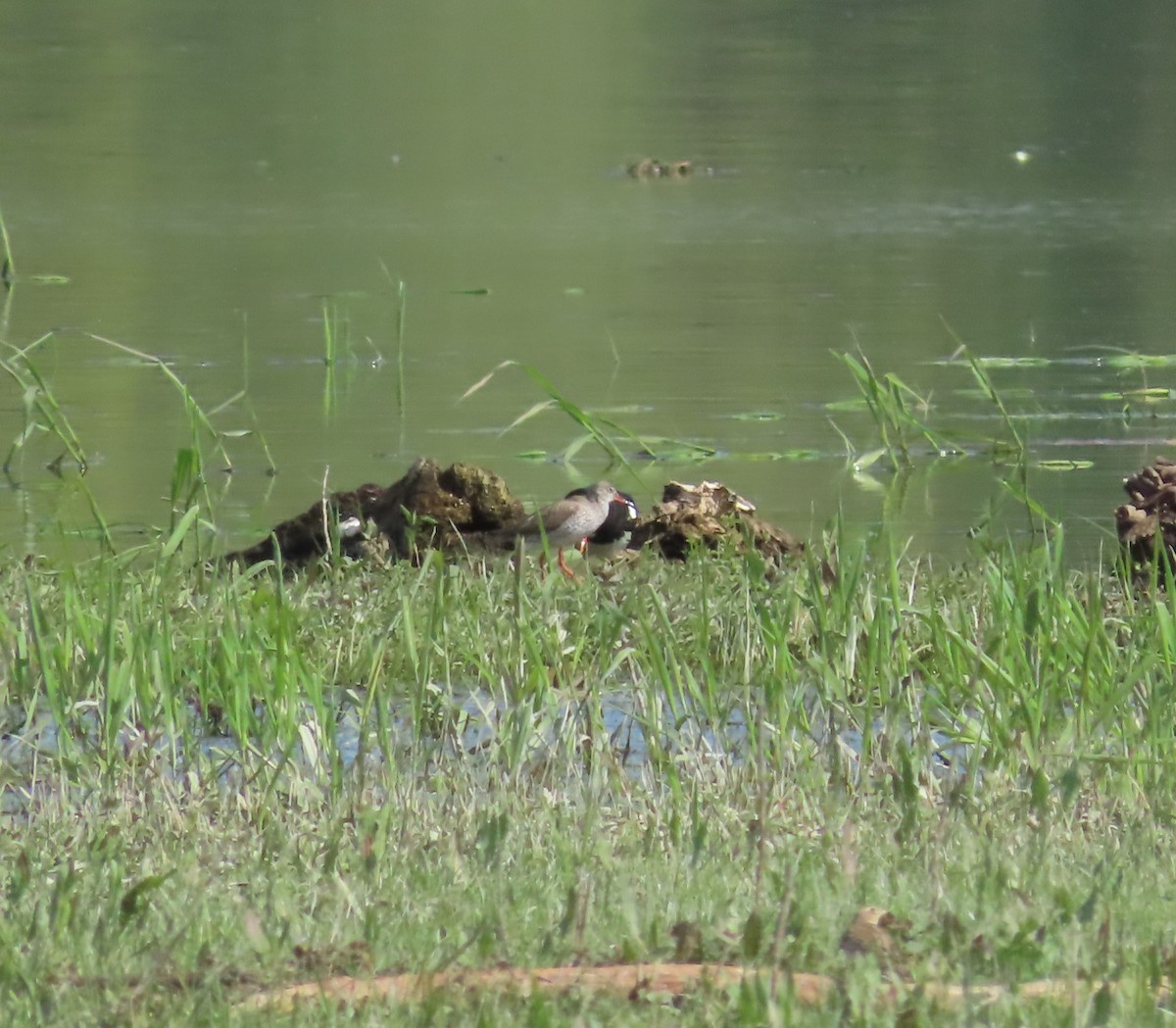 Common Redshank - ML596598861