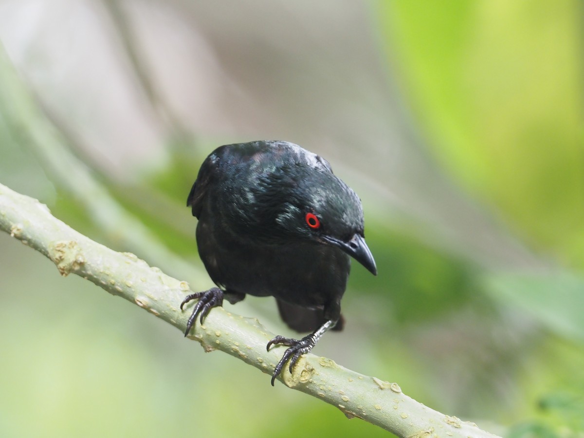 Asian Glossy Starling - ML596599041