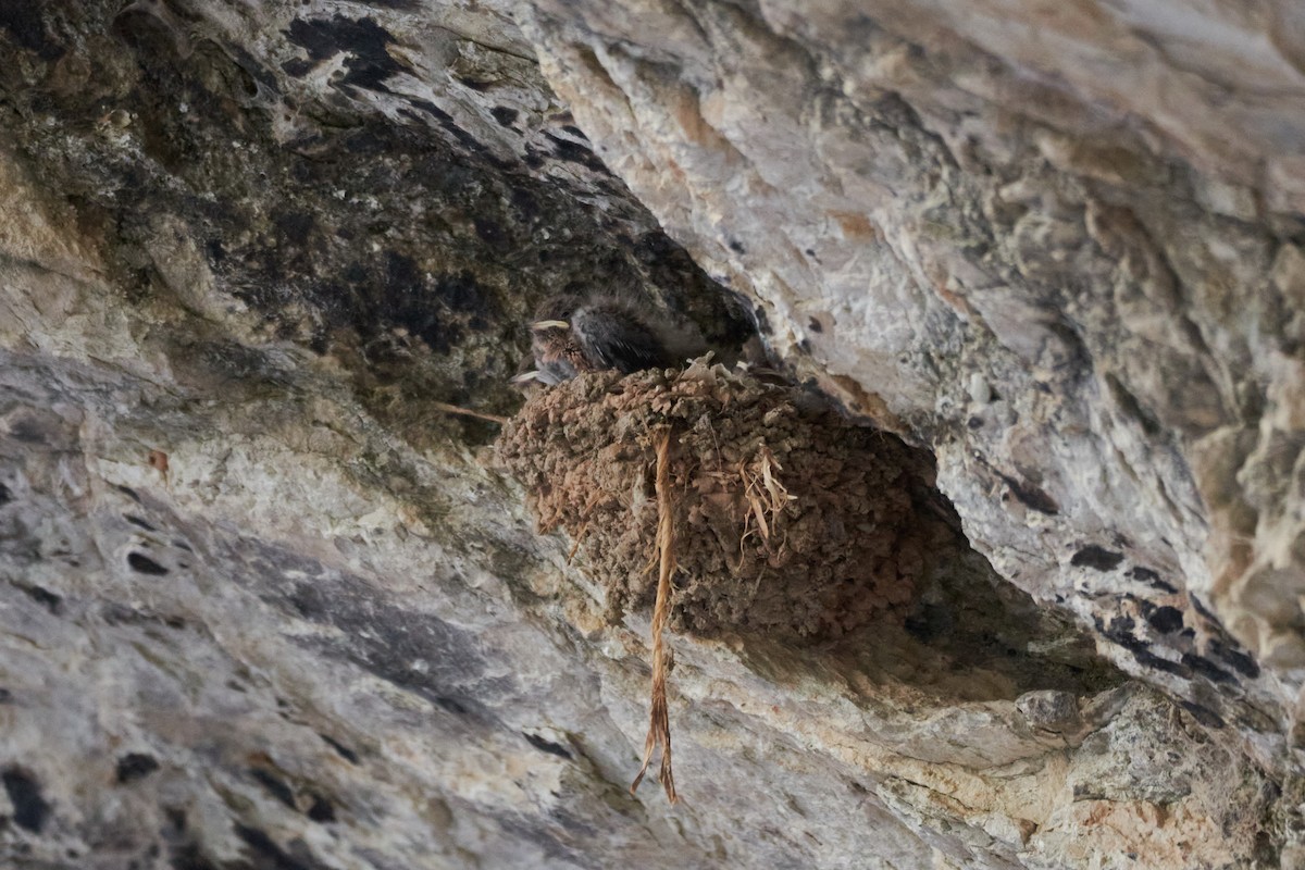 Eurasian Crag-Martin - Santiago Caballero Carrera