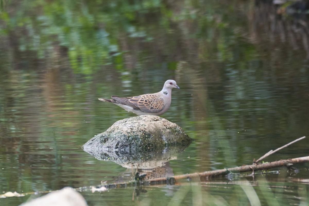 European Turtle-Dove - ML596599511