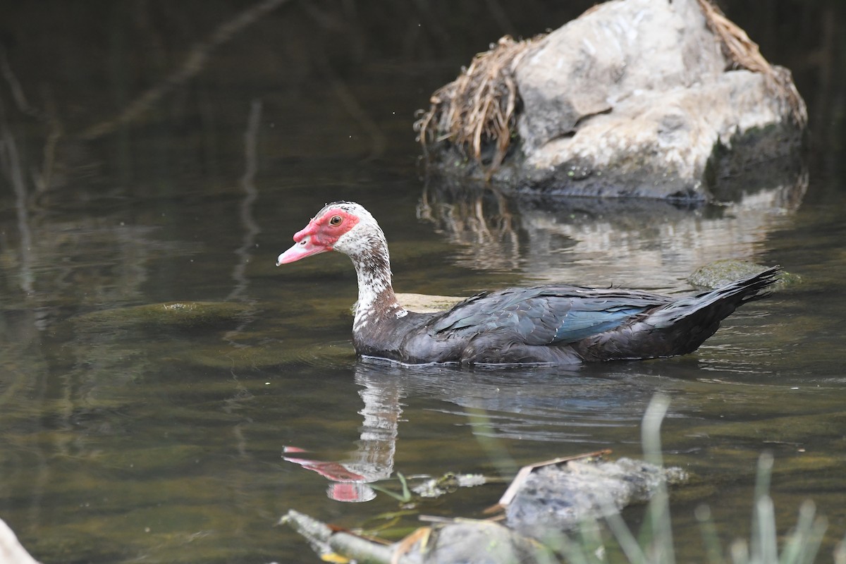 Muscovy Duck (Domestic type) - ML596599521