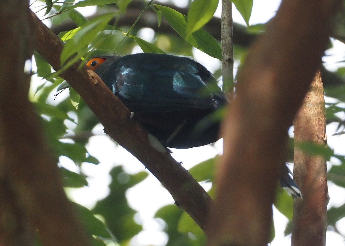 Chestnut-bellied Malkoha - ML596599681