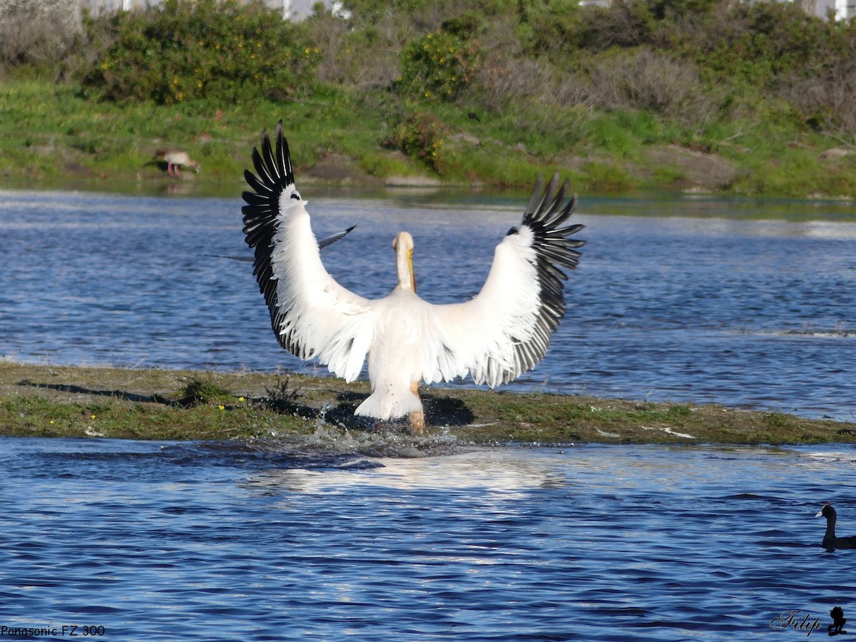 Great White Pelican - ML596600121