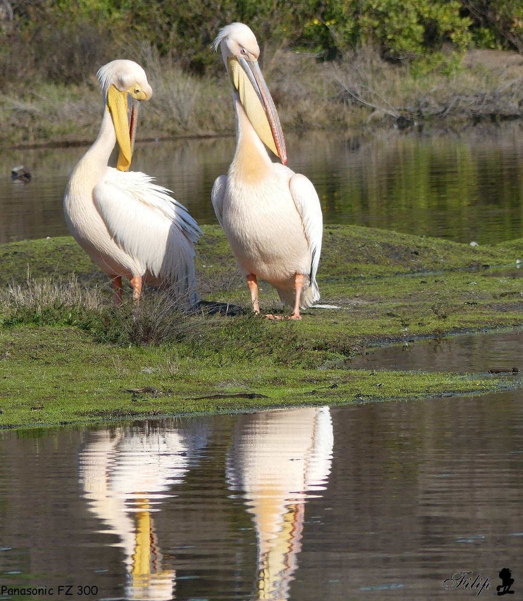 Great White Pelican - ML596600131