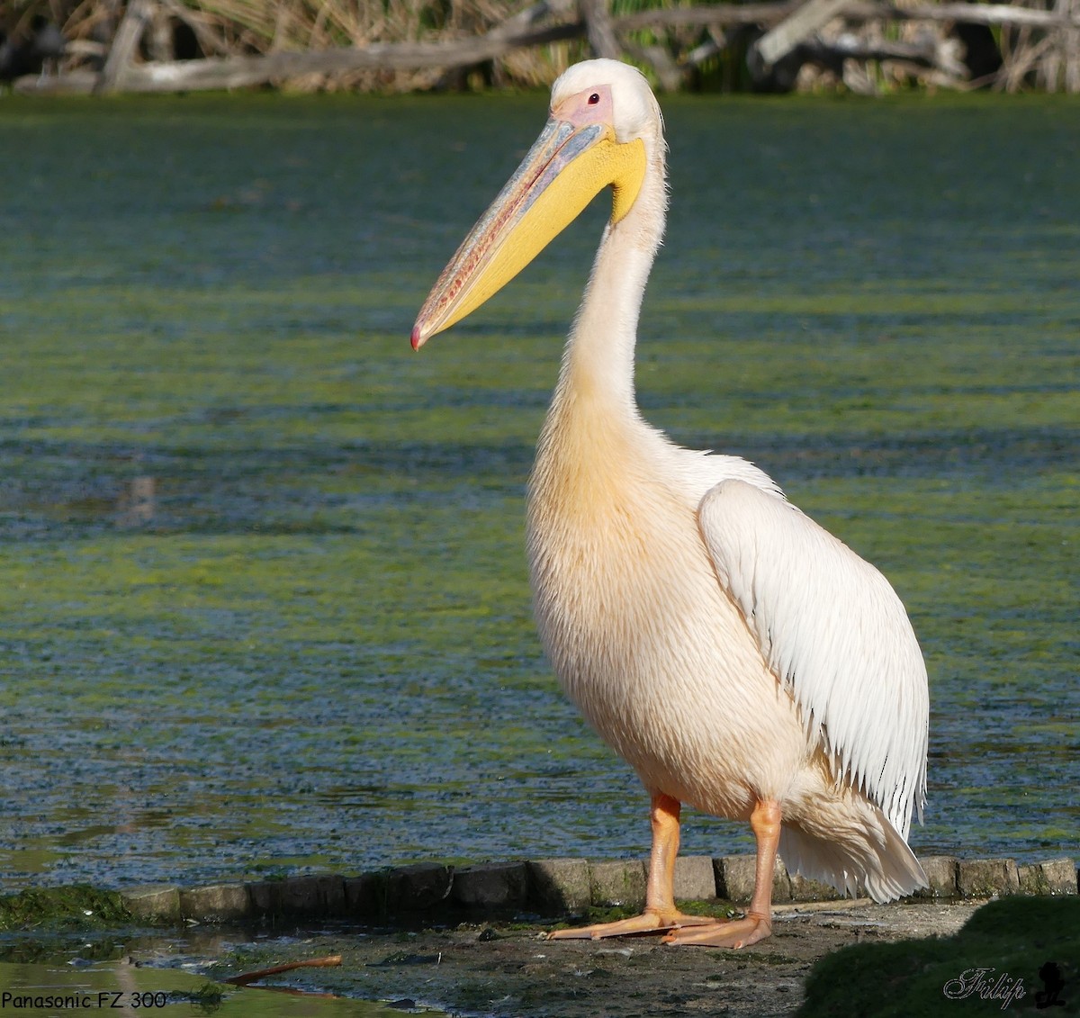 Great White Pelican - ML596600141