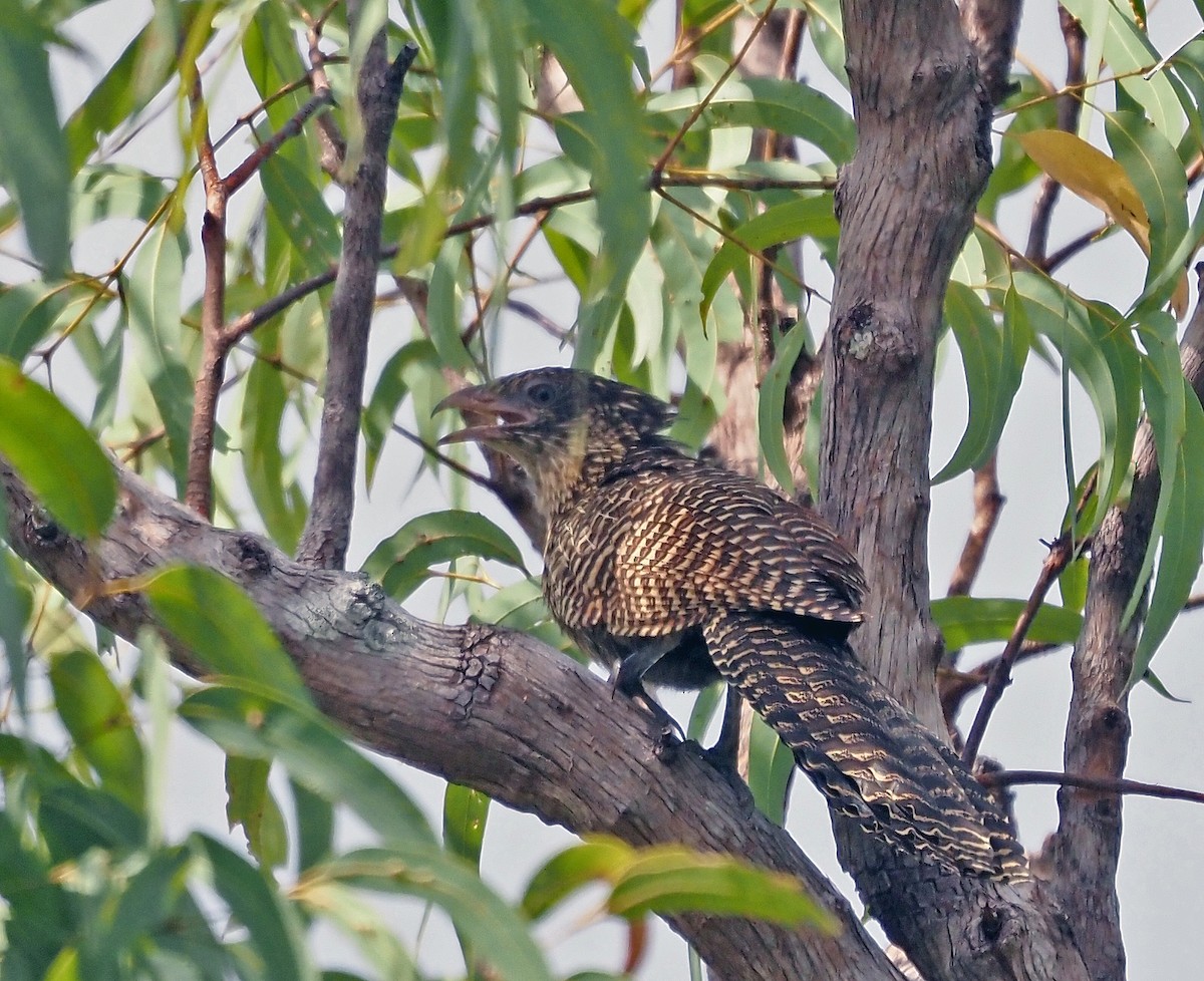 Pheasant Coucal - ML596600151