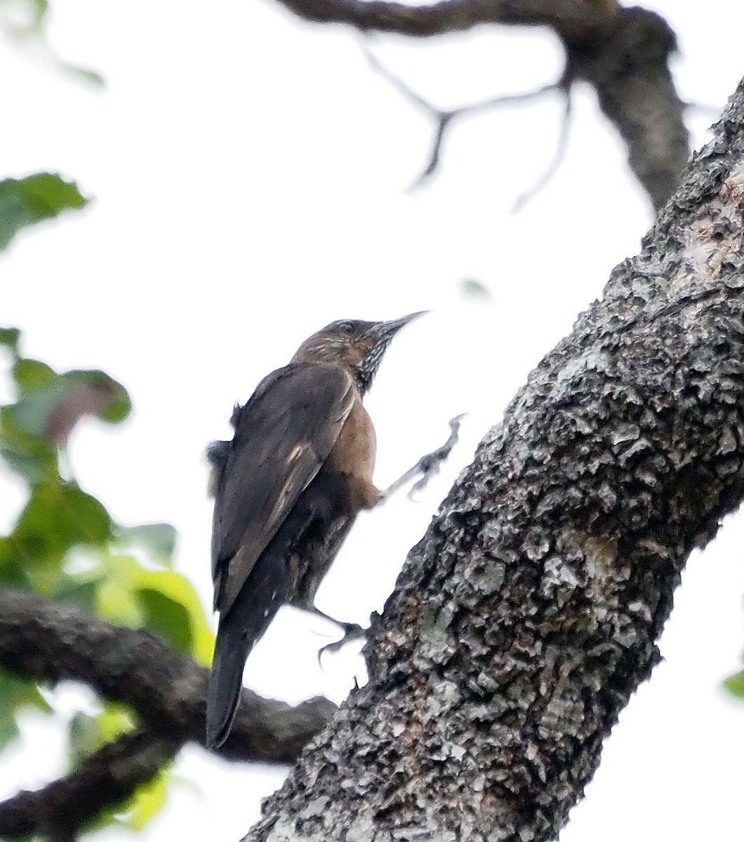 Black-tailed Treecreeper - ML596600201