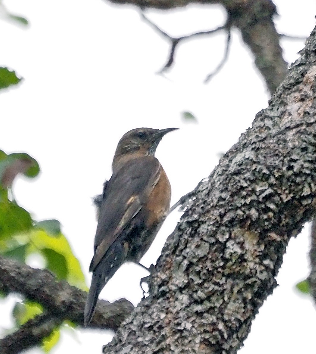 Black-tailed Treecreeper - ML596600291