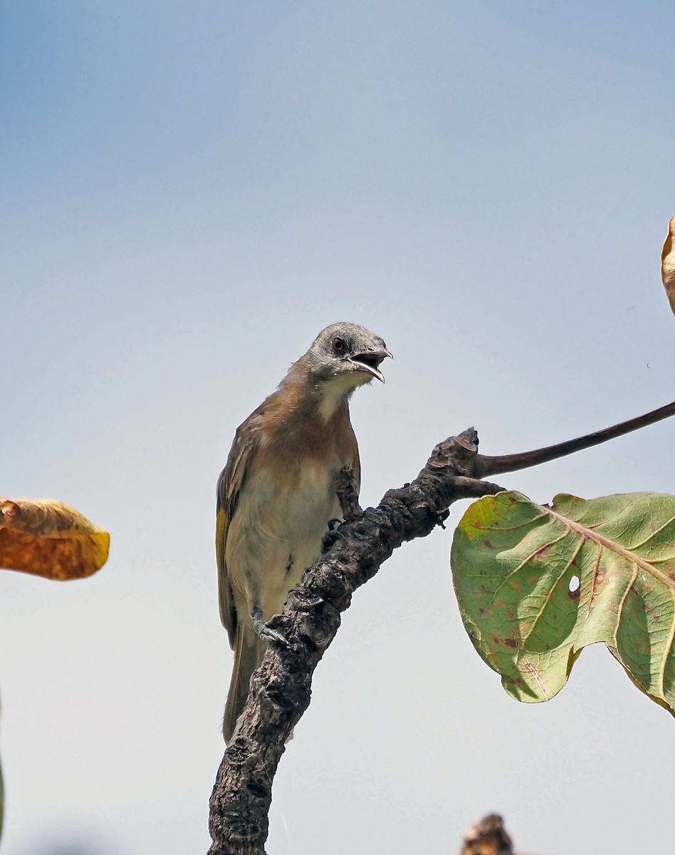 Rufous-banded Honeyeater - ML596600311