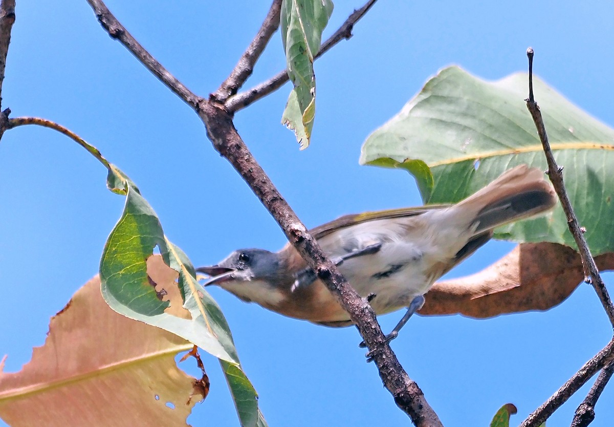 Rufous-banded Honeyeater - ML596600351