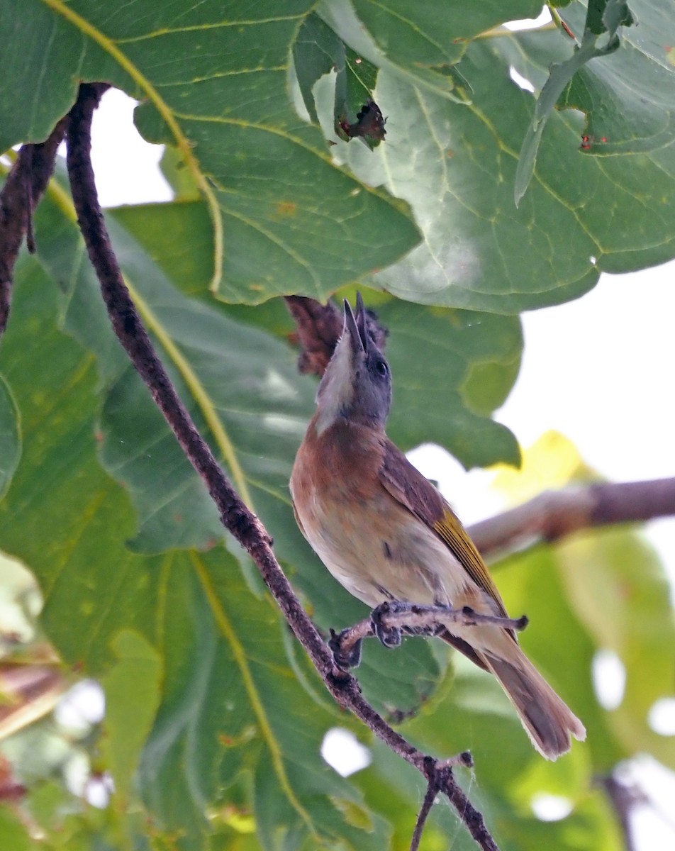 Rufous-banded Honeyeater - ML596600421