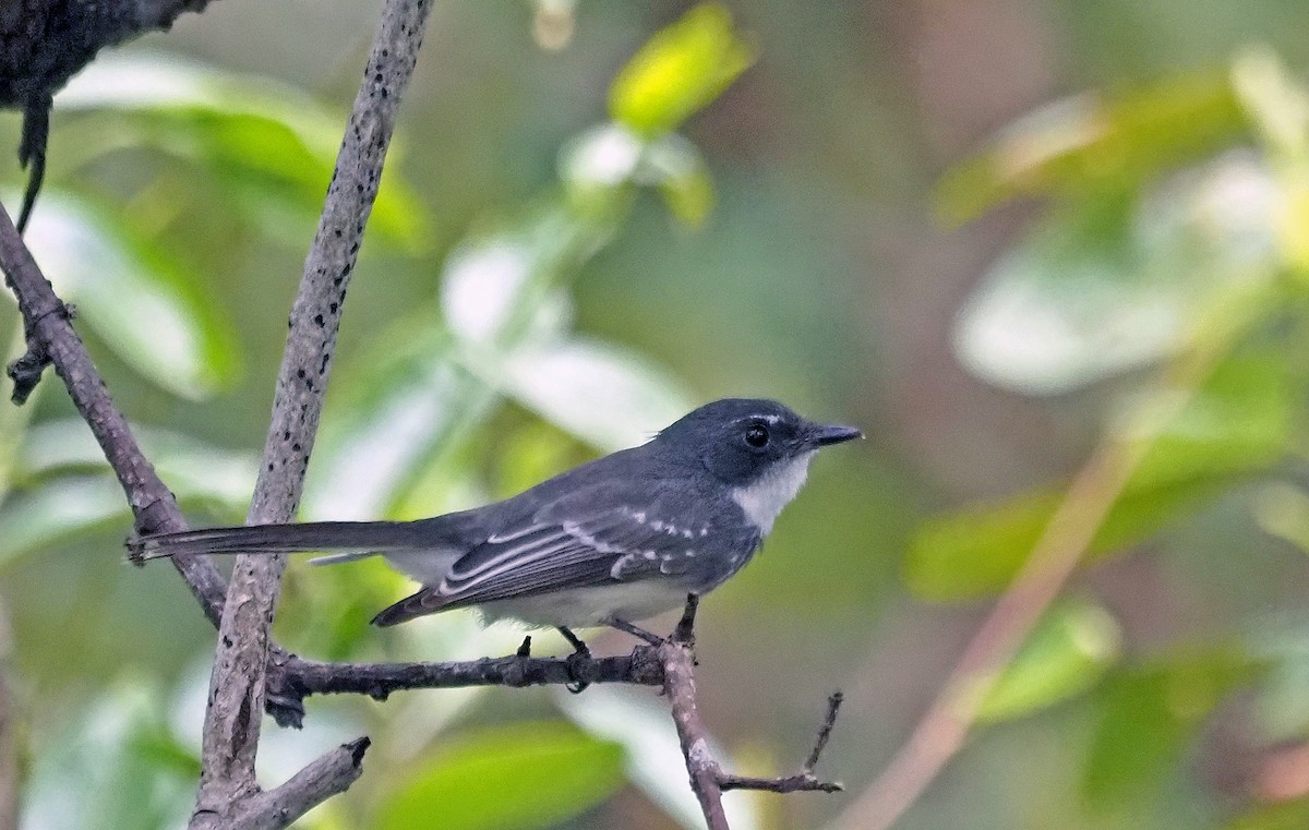 Northern Fantail - ML596600441