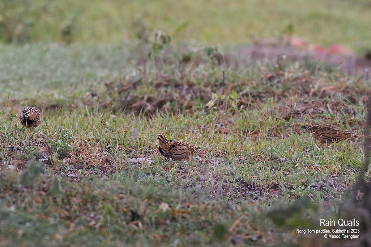 Rain Quail - ML596600471