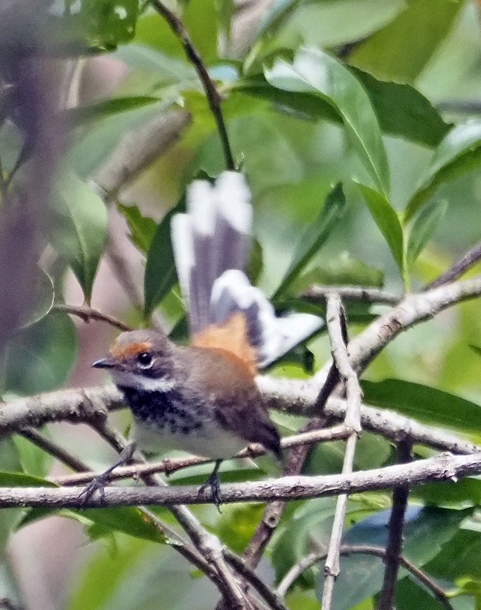 Arafura Fantail - ML596600611