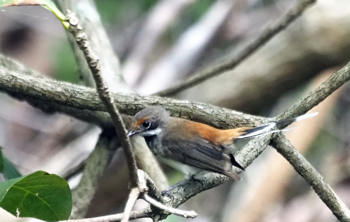 Arafura Fantail - ML596600631