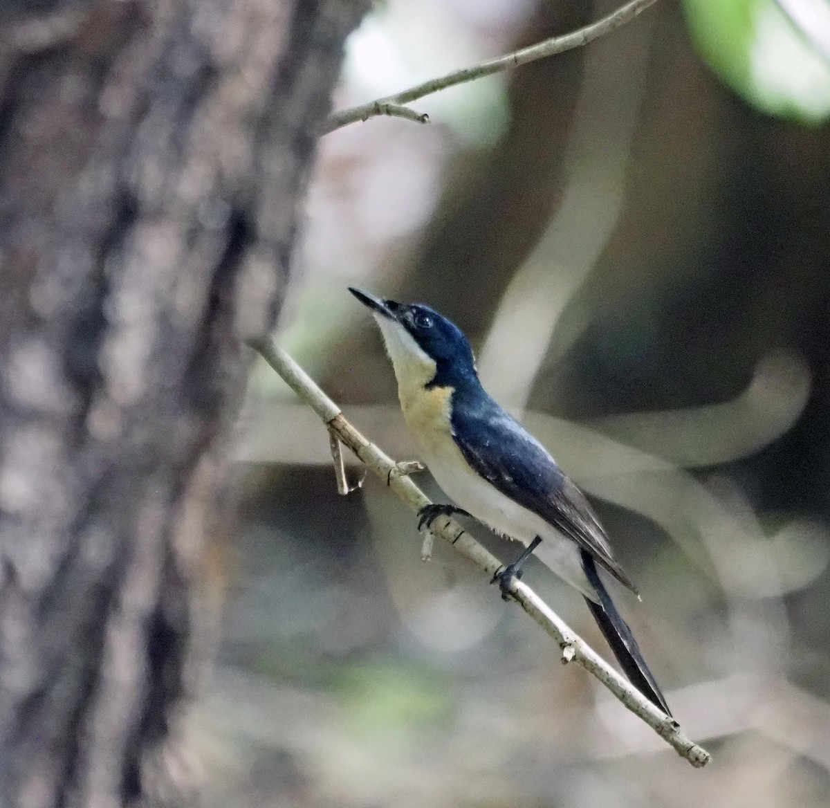 Paperbark Flycatcher - ML596600661