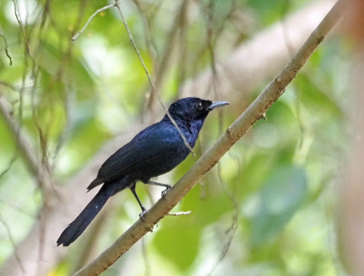 Shining Flycatcher - ML596600681