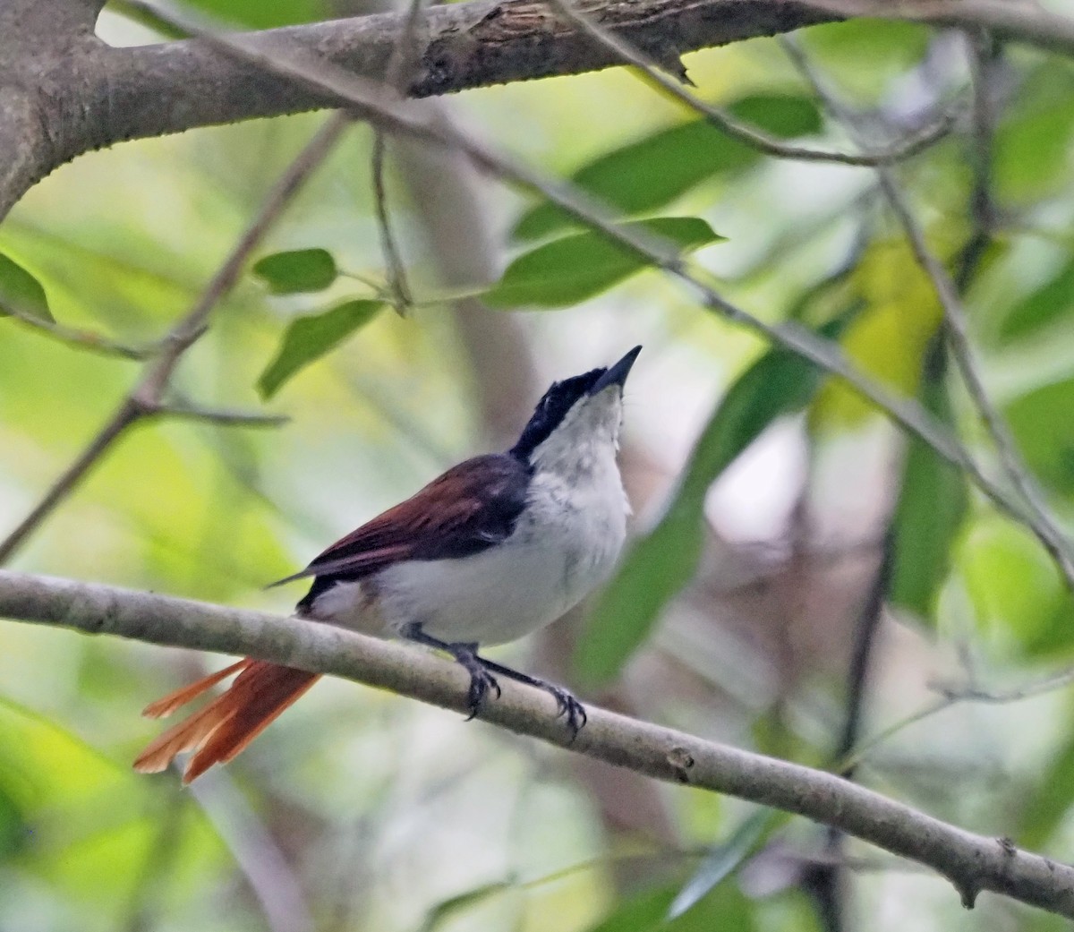 Shining Flycatcher - ML596600701