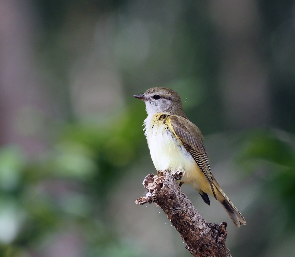 Lemon-bellied Flyrobin - ML596600761