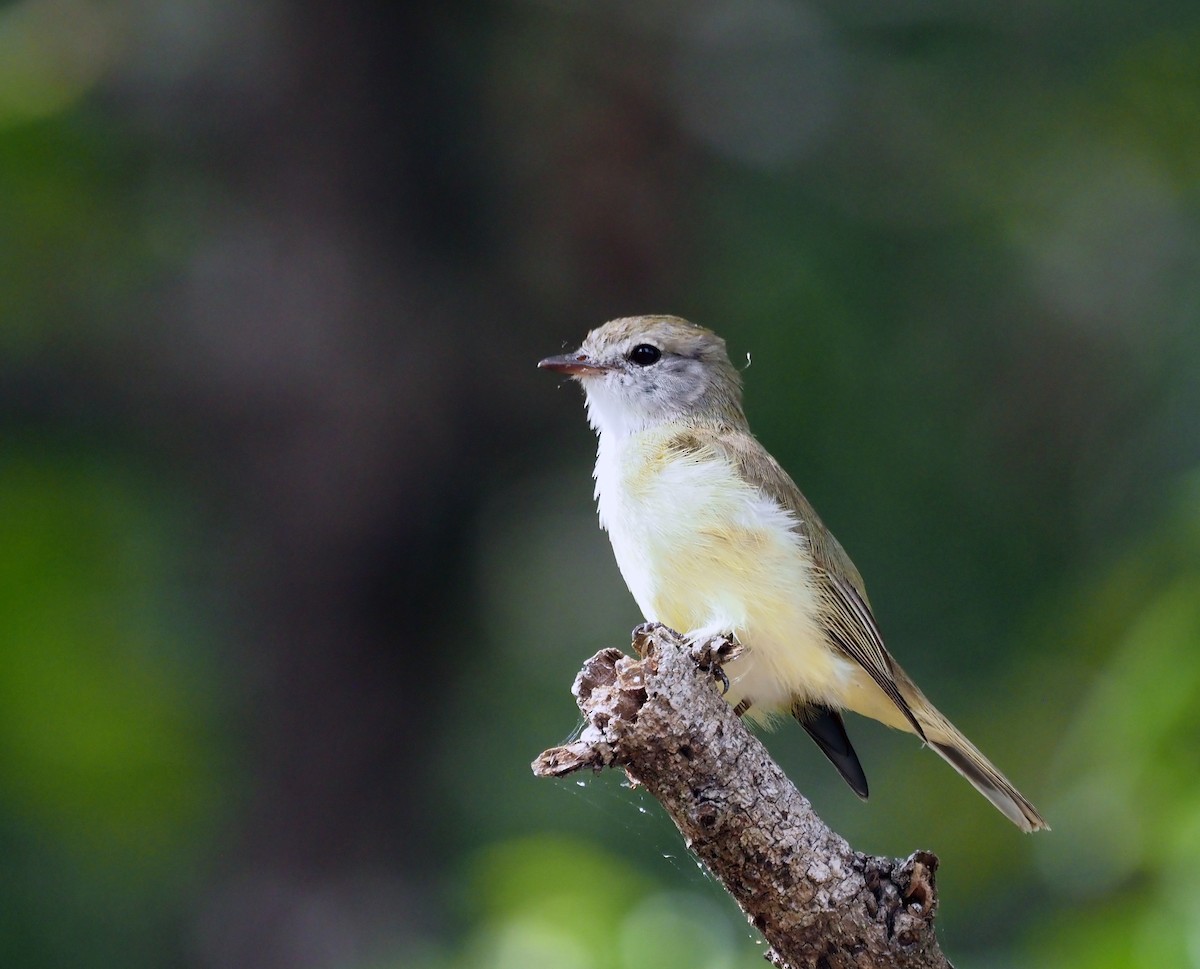 Lemon-bellied Flyrobin - ML596600781