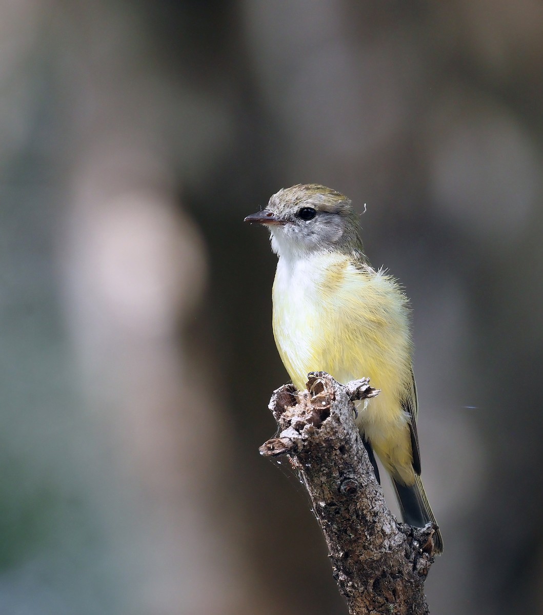 Lemon-bellied Flyrobin - ML596600801