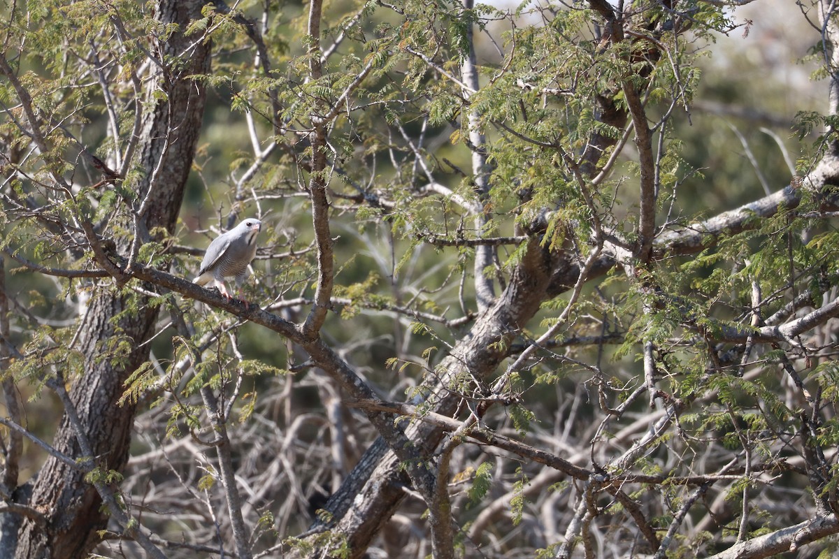 Lizard Buzzard - ML596600951