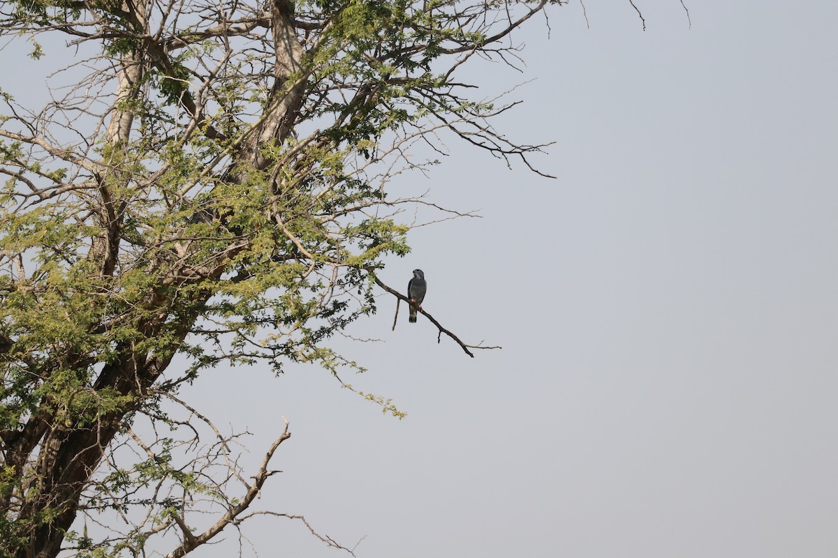 Lizard Buzzard - ML596601151