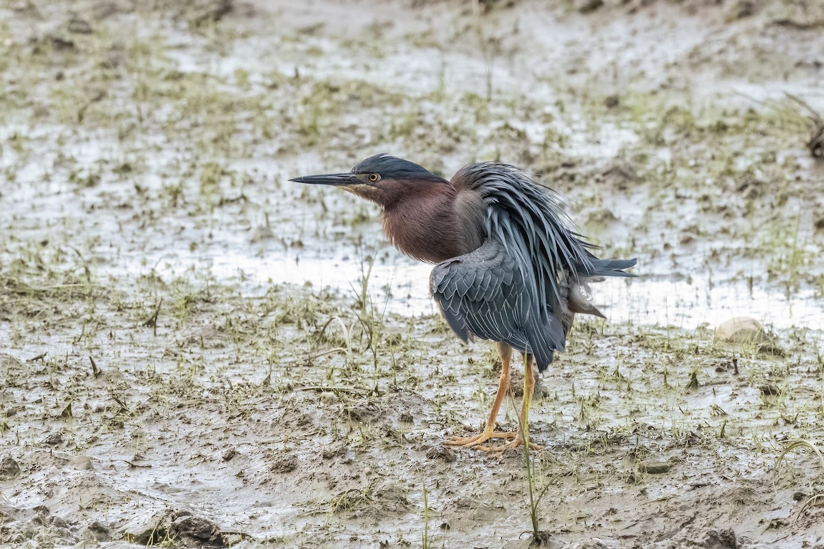 Green Heron - ML596601201