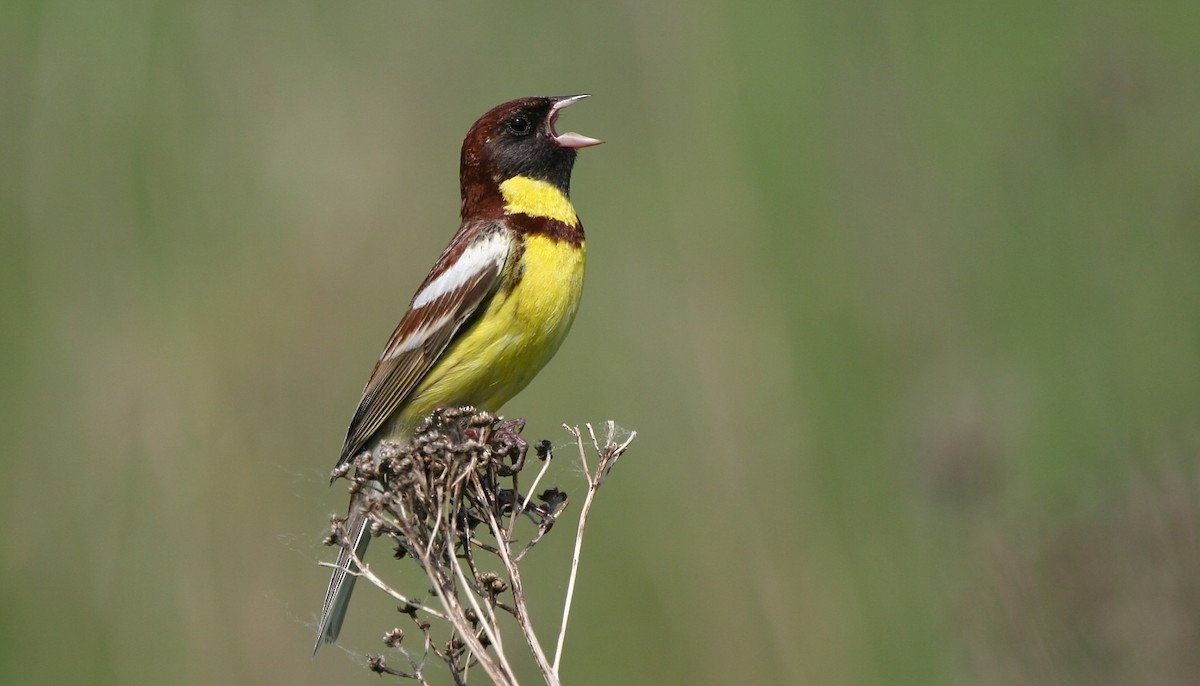 Yellow-breasted Bunting - ML596601321