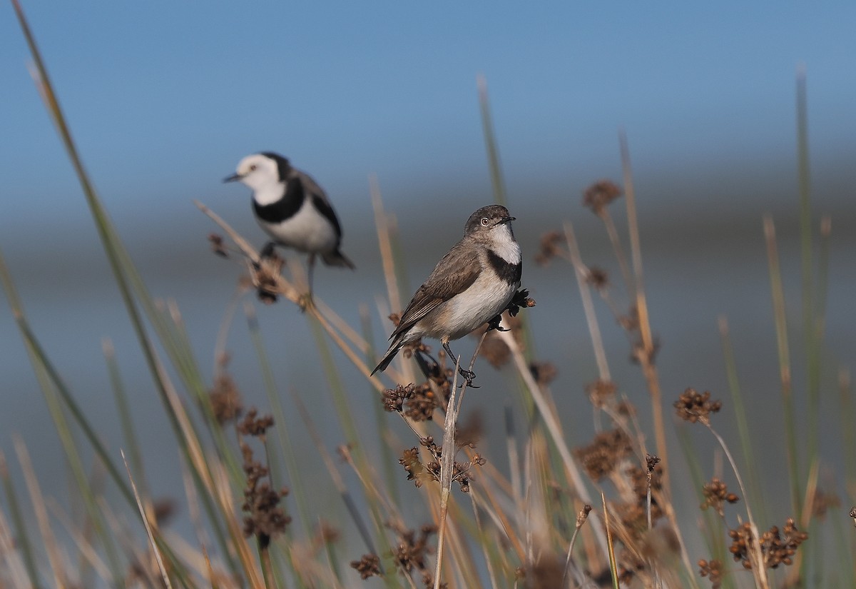 White-fronted Chat - ML596601561