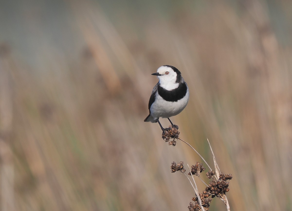 White-fronted Chat - ML596601571