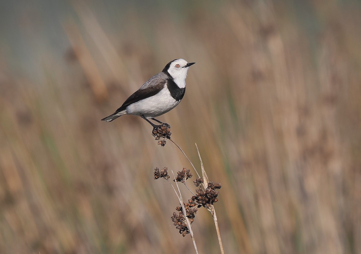 White-fronted Chat - ML596601581