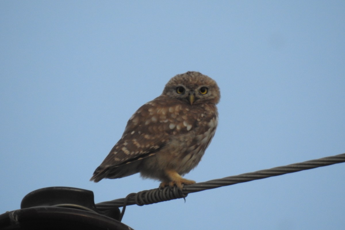 Little Owl - Keramat Hafezi