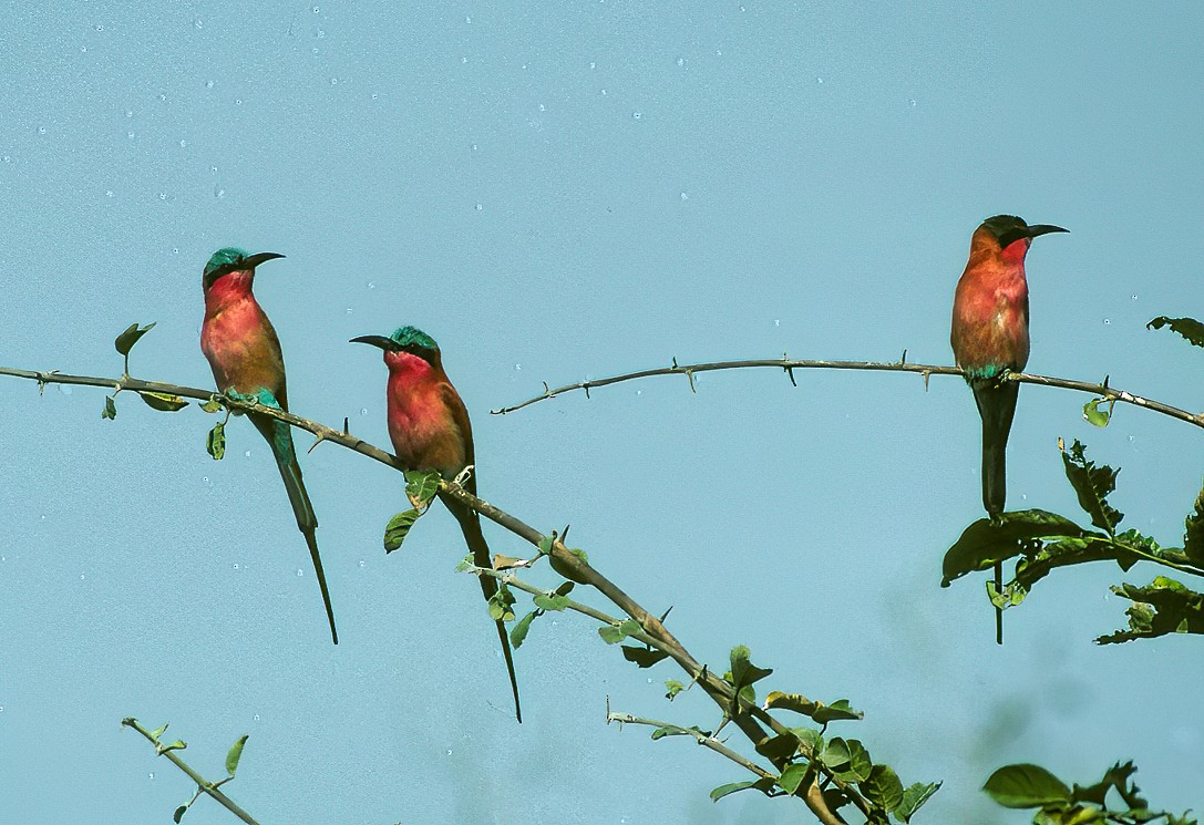 Southern Carmine Bee-eater - ML596601851