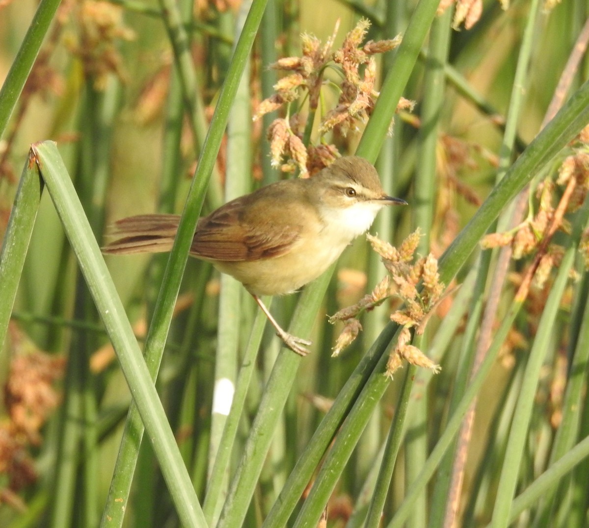 Paddyfield Warbler - Keramat Hafezi