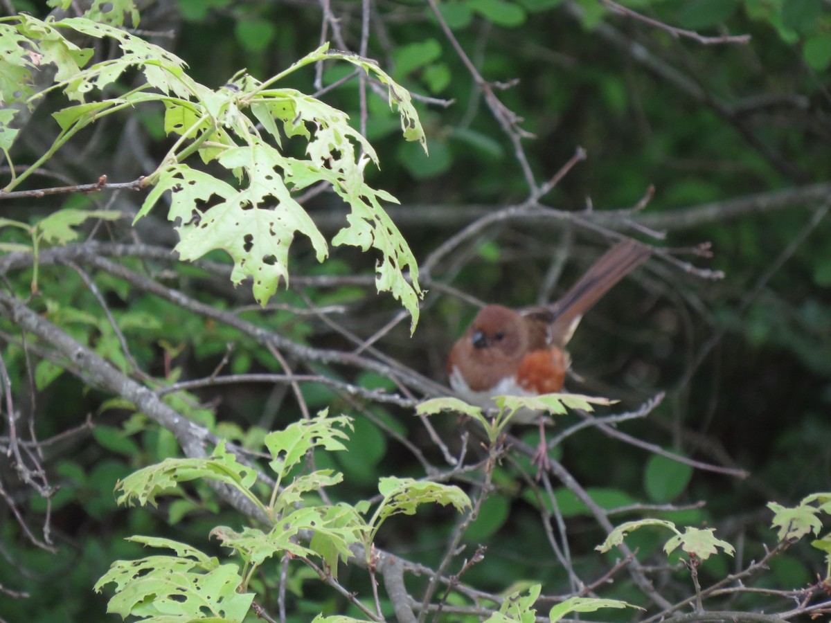 Eastern Towhee - Jenifer Glagowski