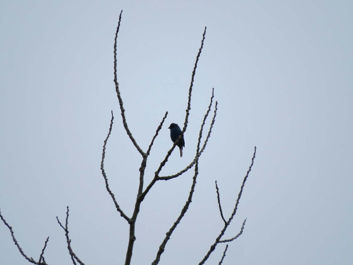 Indigo Bunting - ML59660451