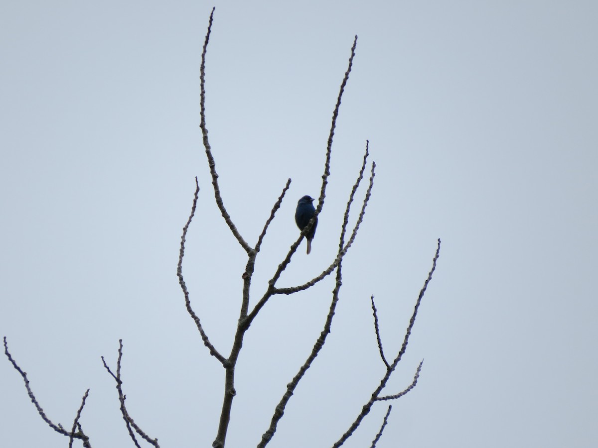 Passerin indigo - ML59660461