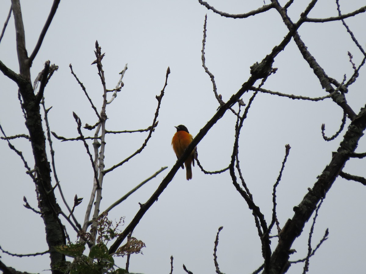 Baltimore Oriole - ML59660471